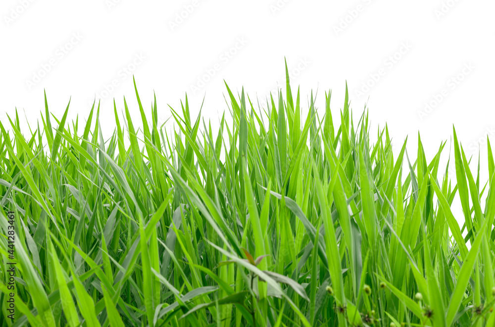 Fototapeta premium green grass growing isolated on white background