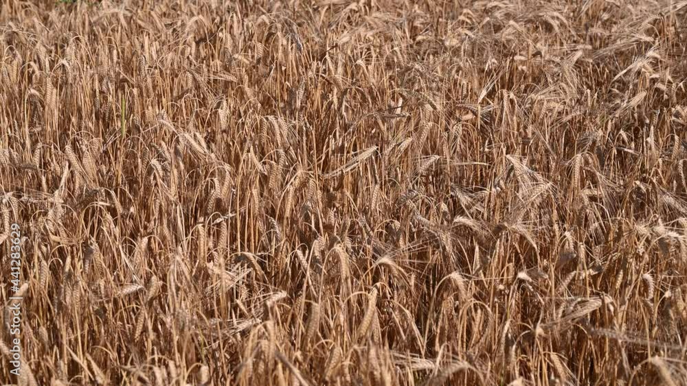 Golden Barley, close up. Spikelet of barley with grain in sunny rural field. Golden ripening ears of wheat in summer on the field. Agriculture and food production. Golden Barley, close up. Spikelet of barley with grain in sunny rural field. Golden ripening ears of wheat in summer on the field. Agriculture and food production.