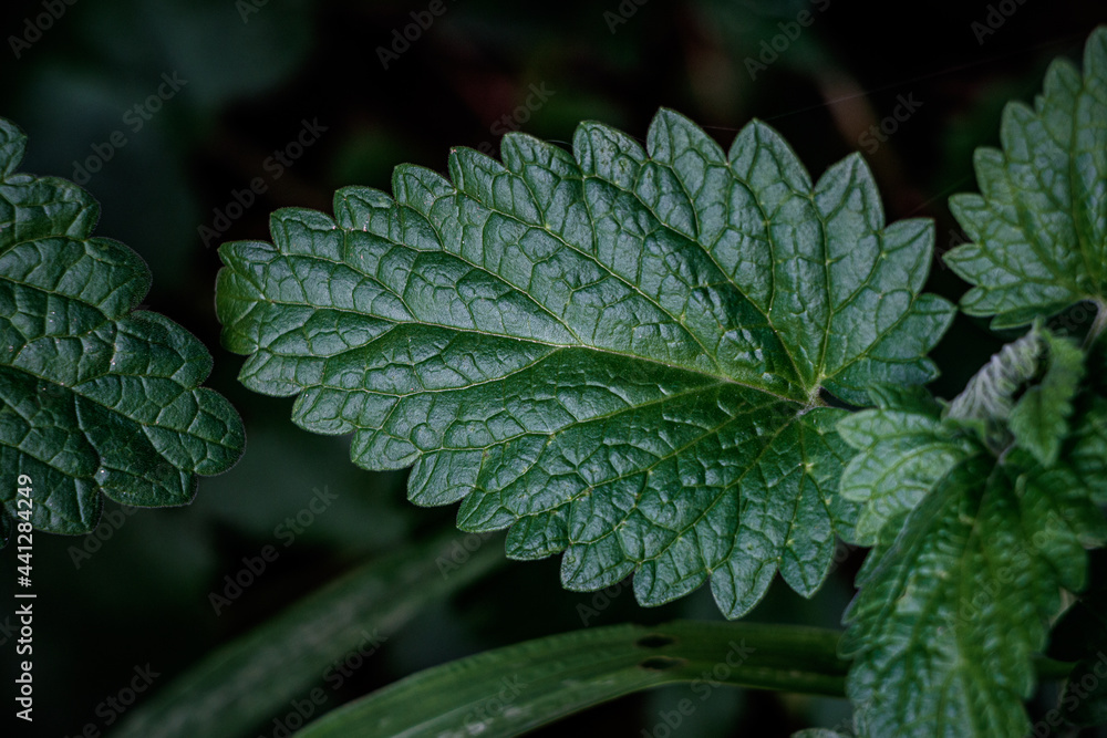 Nepeta cataria, a very big catnip leaf growed in the house backyard Nepeta cataria, a very big catnip leaf growed in the house backyard
