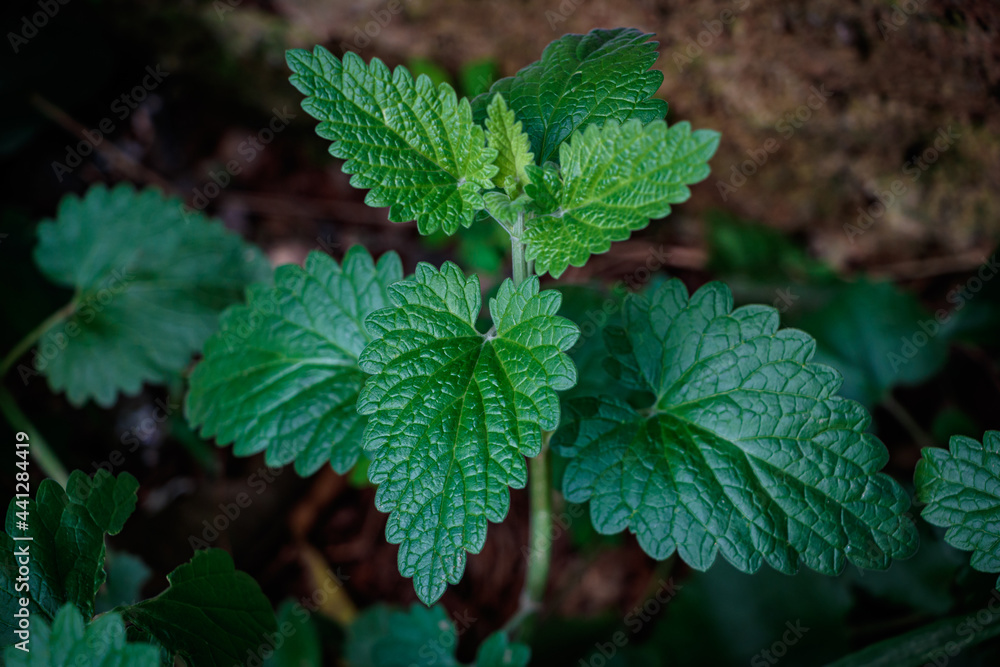 A healthy Catnip plant with big and green leaves, nepeta cataria, catmint A healthy Catnip plant with big and green leaves, nepeta cataria, catmint