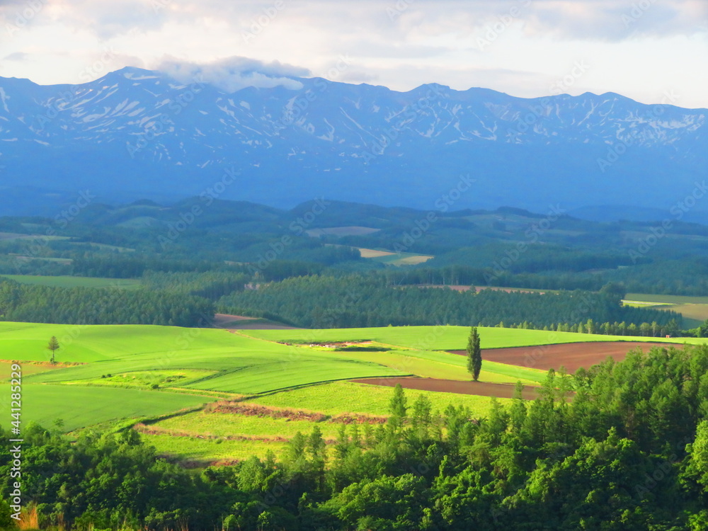 Obraz premium 山と緑の畑