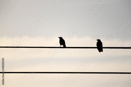 silhouette of a bird