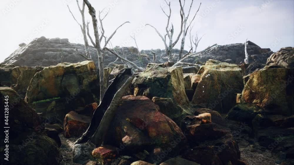 lava stone field with dead trees and plants lava stone field with dead trees and plants