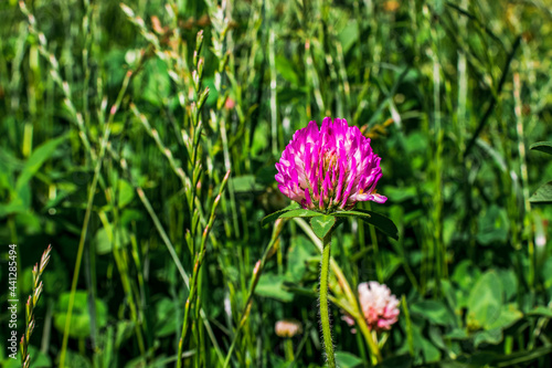 Close up of a single purple clover blossom surrounded by tall green leaves