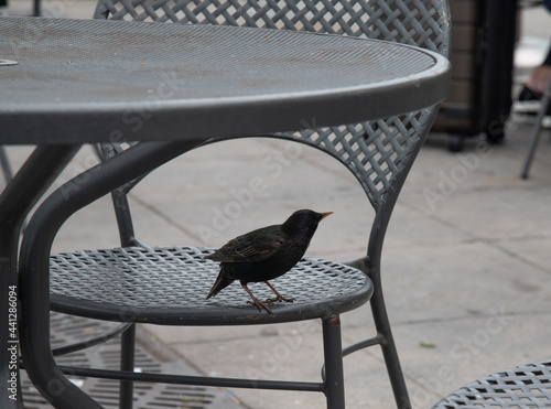 bird waiting for a meal