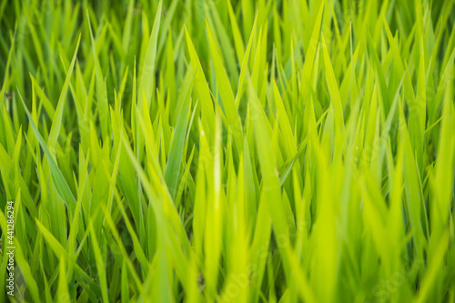 Close up of abstract green grass background. Grass-covered lawns, prairies and hillsides help prevent erosion by keeping soil in place with their root systems.