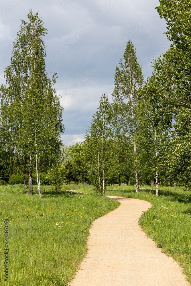 Classic landscape of Russian nature, path in the park among birches on a summer day