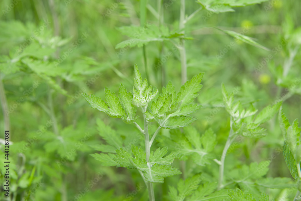 Mugwort's fresh leaves grow in the field (Artemisia argyi) Mugwort's fresh leaves grow in the field (Artemisia argyi)