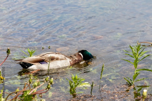 The mallard duck drake is looking for food by dipping its head under the water on the shallow shore