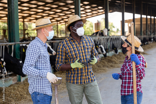 Multiracial group of farmers wearing protective face masks discussing working process while standing near stall with cows on livestock farm. Precautions and social distancing concept in pandemic