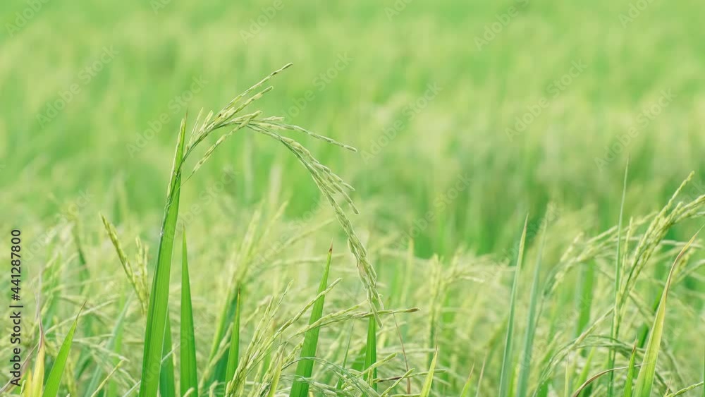 Detail of rice plantation in Asia. Low depth of field. Detail of rice plantation in Asia. Low depth of field.