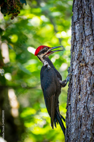 a pileated woodpecker on a tree