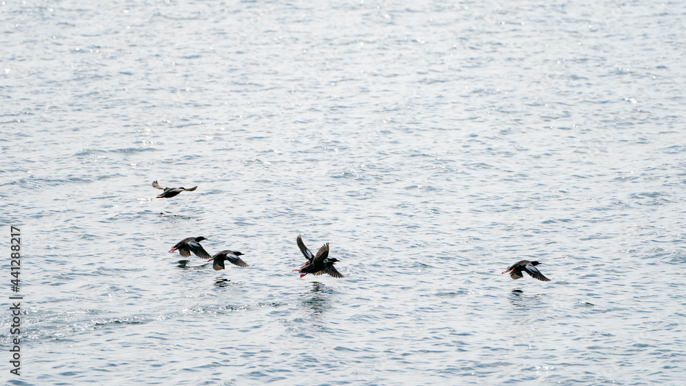 Fototapeta premium pigeon guillemots