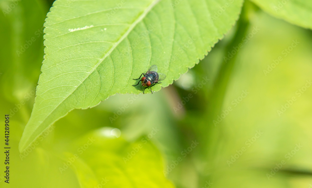 fly on leaf fly on leaf