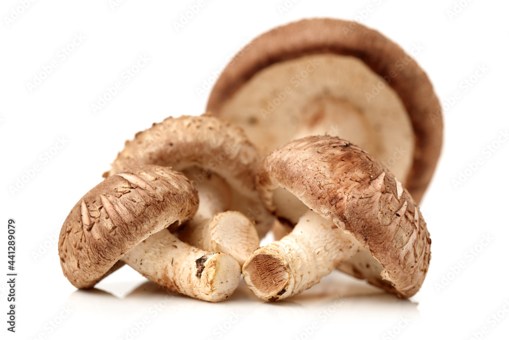 mushrooms isolated on white background mushrooms isolated on white background