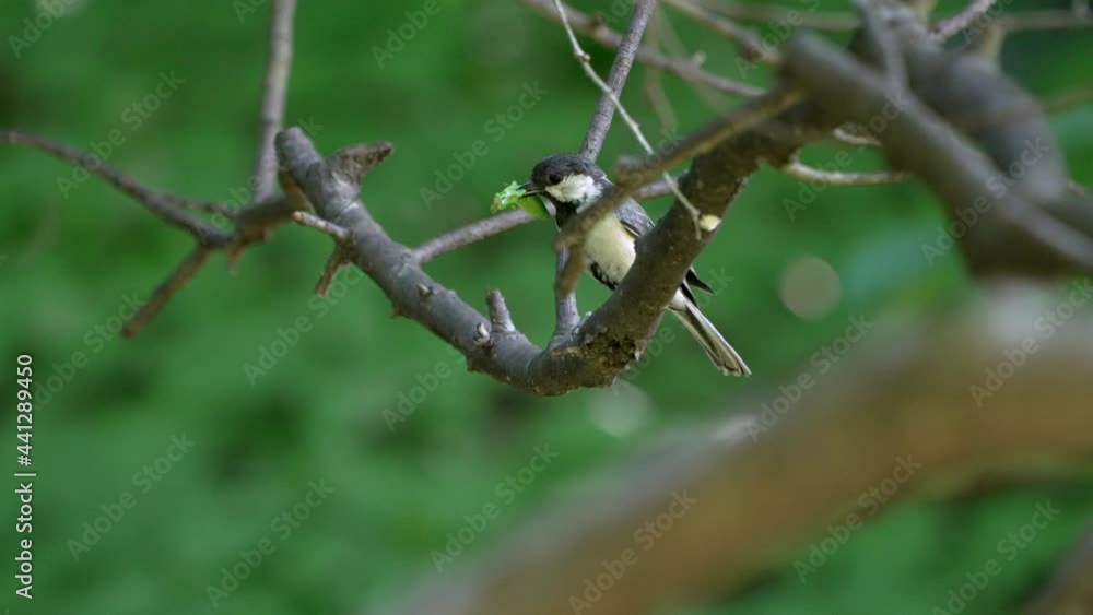 View Of A Japanese Tit Perching On Tree While Carrying Its Prey At Forest In Saitama, Japan. - Close Up Shot View Of A Japanese Tit Perching On Tree While Carrying Its Prey At Forest In Saitama, Japan. - Close Up Shot