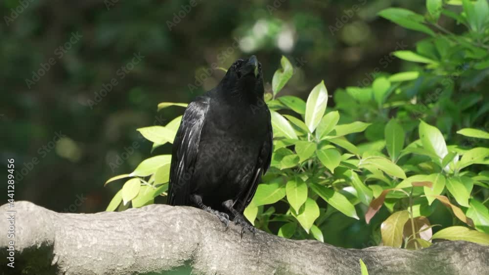 Japanese Large-billed Crow Sitting On A Tree Branch Then Fly Away. - close up Japanese Large-billed Crow Sitting On A Tree Branch Then Fly Away. - close up