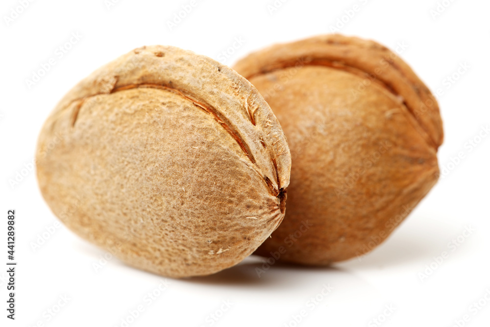 apricot kernel isolated on white background apricot kernel isolated on white background