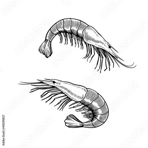 Set of shrimps isolated on white background in retro vintage engraving style. Sea food hand drawn illustration.