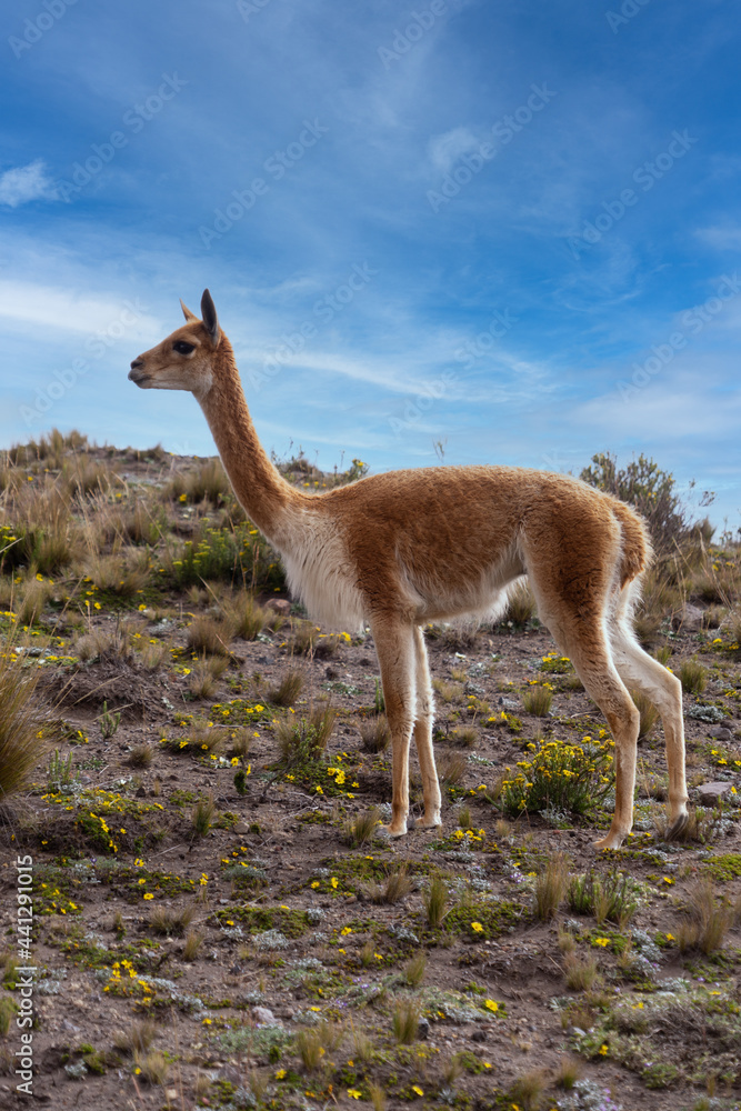 A single vicuna from the Chimborazo Reserve in Ecuador. A single vicuna from the Chimborazo Reserve in Ecuador.
