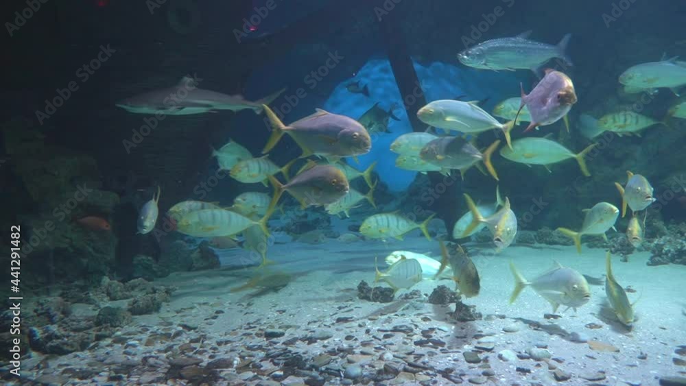 In the aquarium, many fish stick together while a shark swims nearby In the aquarium, many fish stick together while a shark swims nearby
