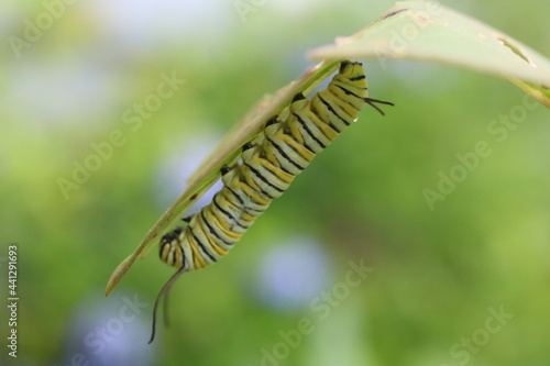 close up mature monarch caterpillar on milkweed leaf with blurred background