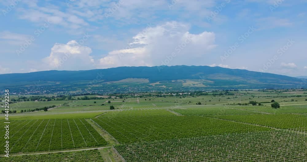 Panorama Of Grape Vineyard With A View Of Vrancrea Mountains At Sarbi, Romania. aerial Panorama Of Grape Vineyard With A View Of Vrancrea Mountains At Sarbi, Romania. aerial