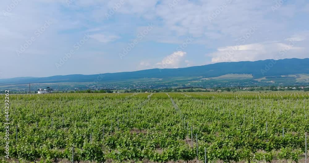 Panorama Of Vast Grape Fields At Domeniile Panciu In Romania. aerial Panorama Of Vast Grape Fields At Domeniile Panciu In Romania. aerial