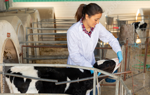 Smiling young hispanic woman veterinarian taking care of calves in cowshed at dairy farm