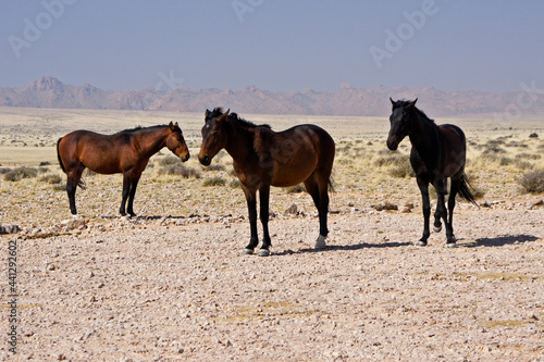 Garub Namib feral horses near Aus, Namibia