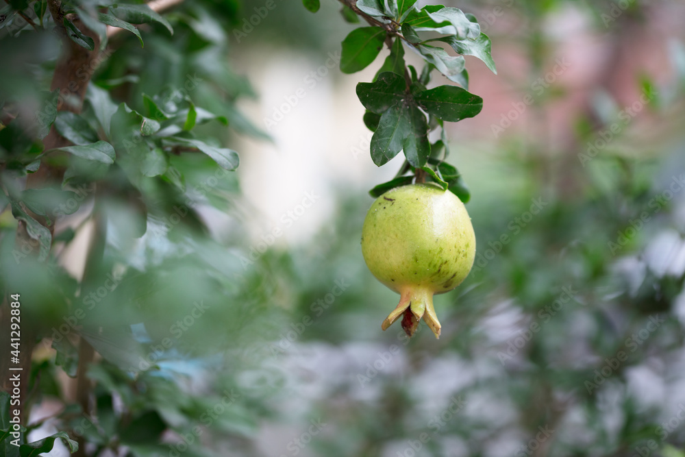Green and immature pomegranate