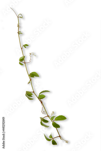 tropical weed  isolated on white background photo