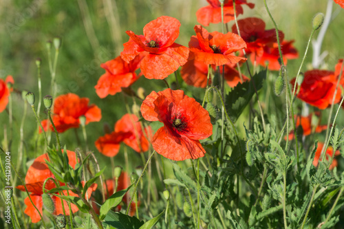 Papaver rhoeas, common poppy flowers closeup selective focus