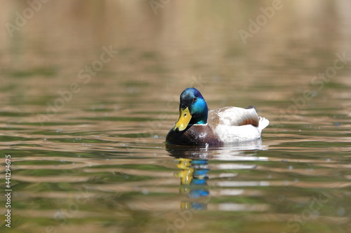 Male Mallard duck swimming in a pond