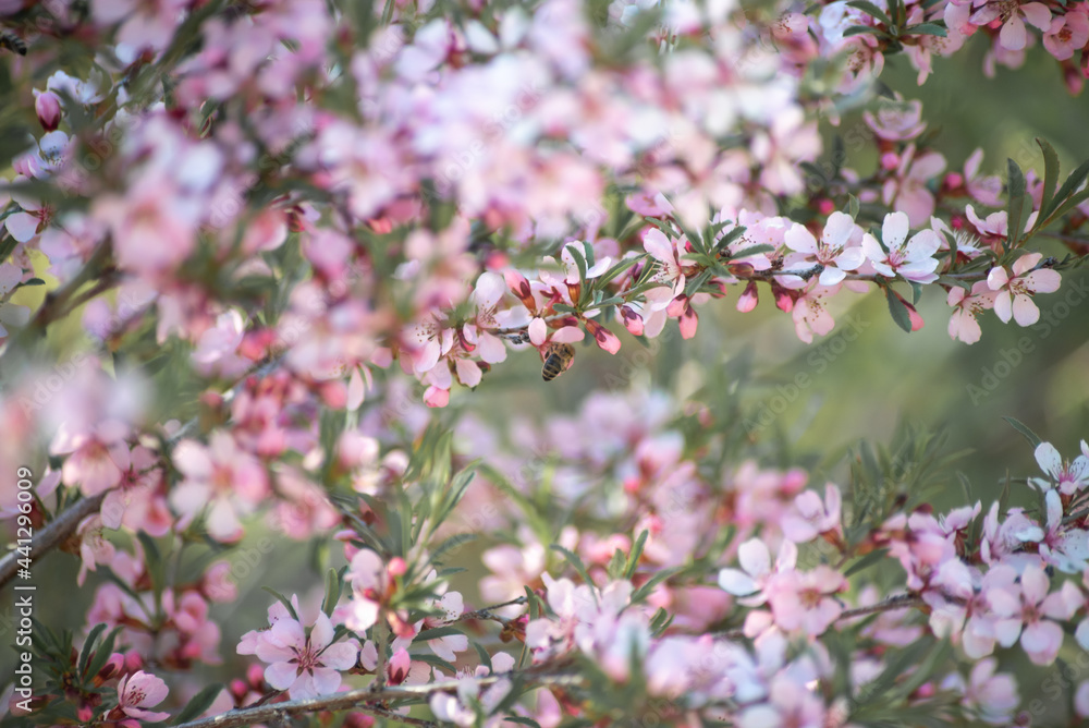 beautiful pink flowers with a bee on a spring apple tree close up beautiful pink flowers with a bee on a spring apple tree close up