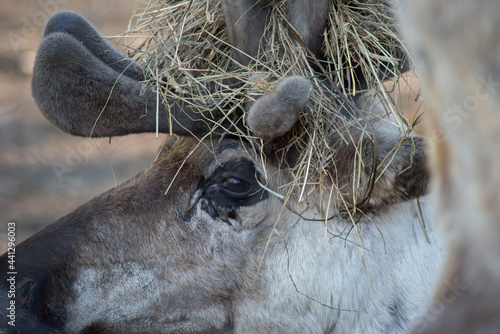 portrait of a wild reindeer close-up