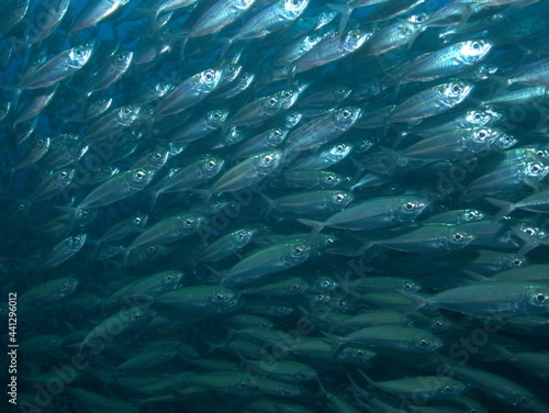 Bait Ball on the Reef