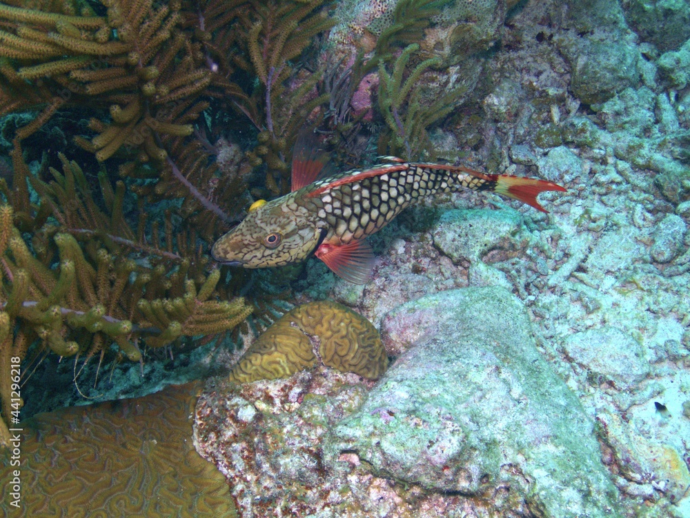 Stoplight Parrotfish on the Reef