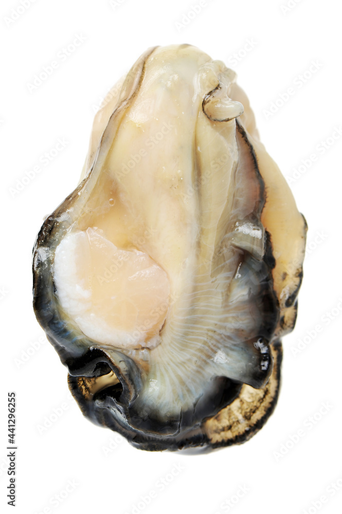 oyster isolated on white oyster isolated on white
