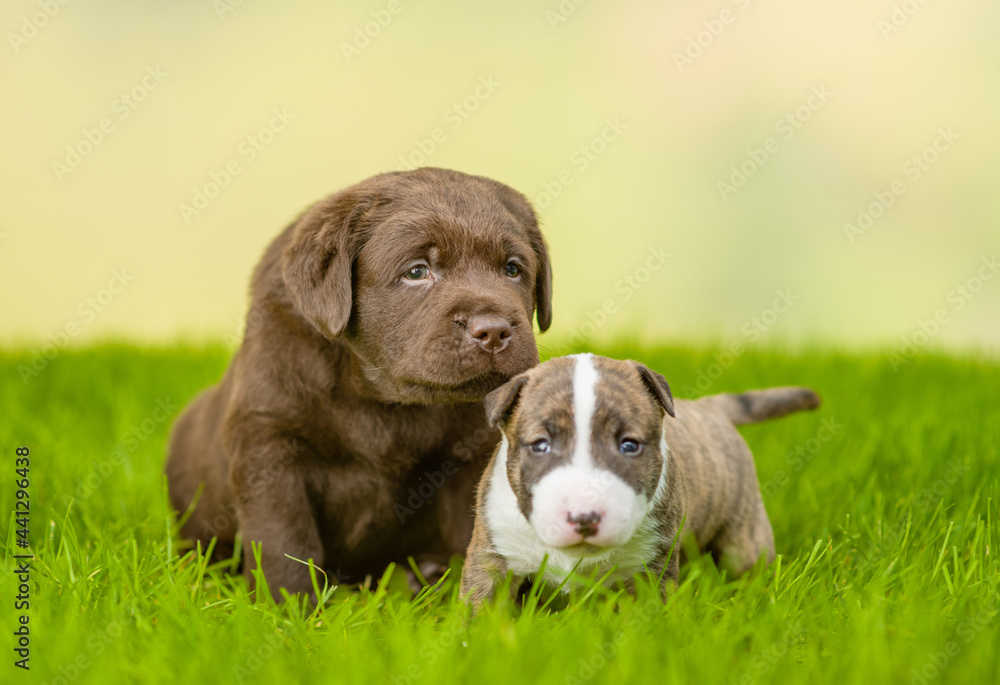 Miniature Bull Terrier puppy Chocolate Labrador Retriever puppy  walk together on green summer grass