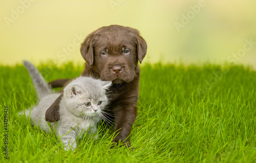 Playful Chocolate Labrador Retriever puppy hugs kitten on green summer grass. Empty space for text