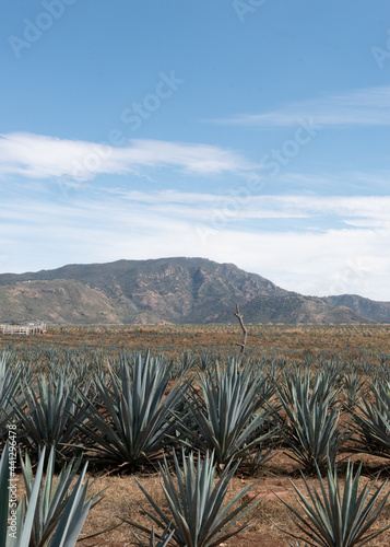 beautiful landscape tequilero field full of maguey