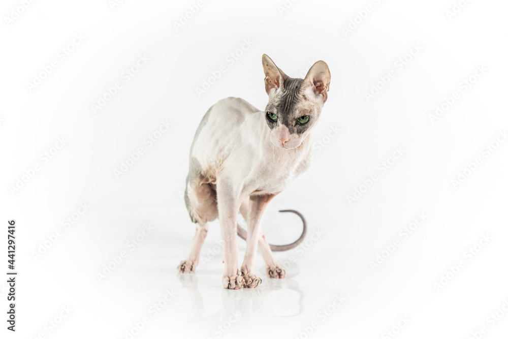 sphinx cat on a white background