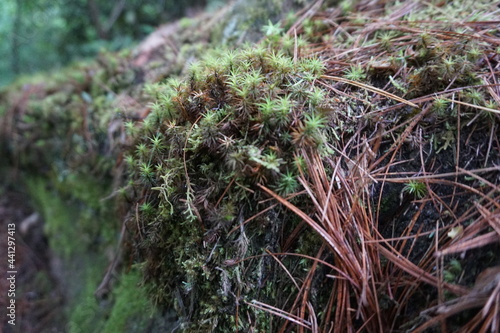 moss on a tree