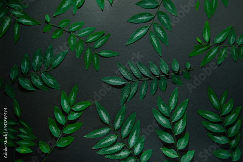 White spotted green leaves in dark background  pattern photography  light and shade  top view
