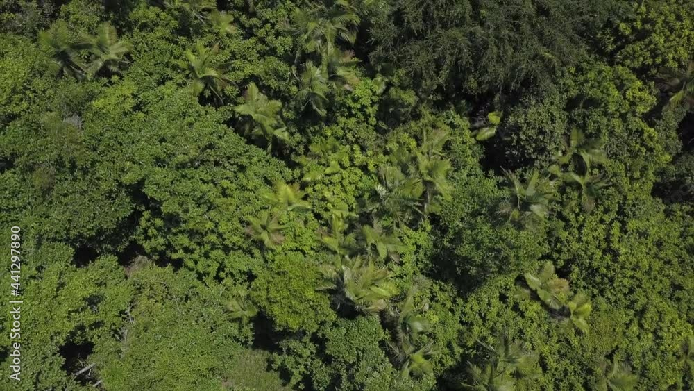 Aerial top down shot over a tropical forest in Tropical Queensland, Australia. The Camera rises higher and then tilts up to reveal the landscape Aerial top down shot over a tropical forest in Tropical Queensland, Australia. The Camera rises higher and then tilts up to reveal the landscape