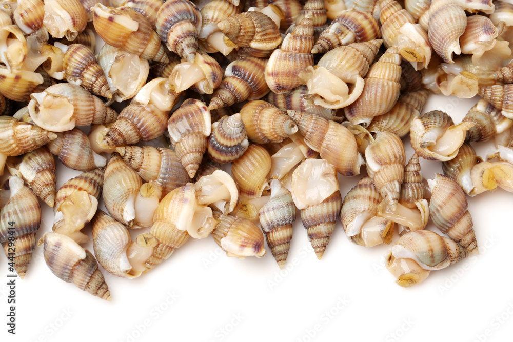 live conch on white background