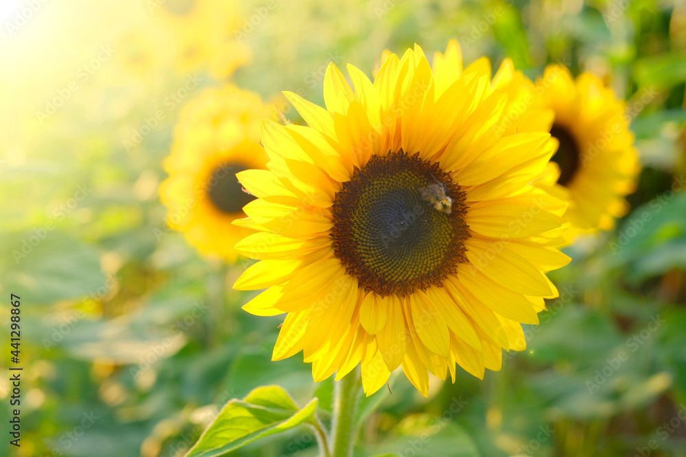 Fototapeta premium Sunflowers field in the sun. Agriculture and farming. Blooming yellow sunflowers in the rays of the sun. Farm plants. Sunflower oil raw materials