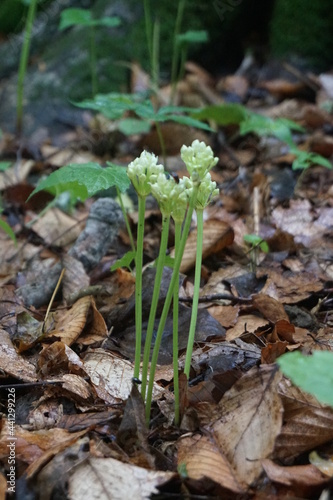small plant blooming on the forest floor