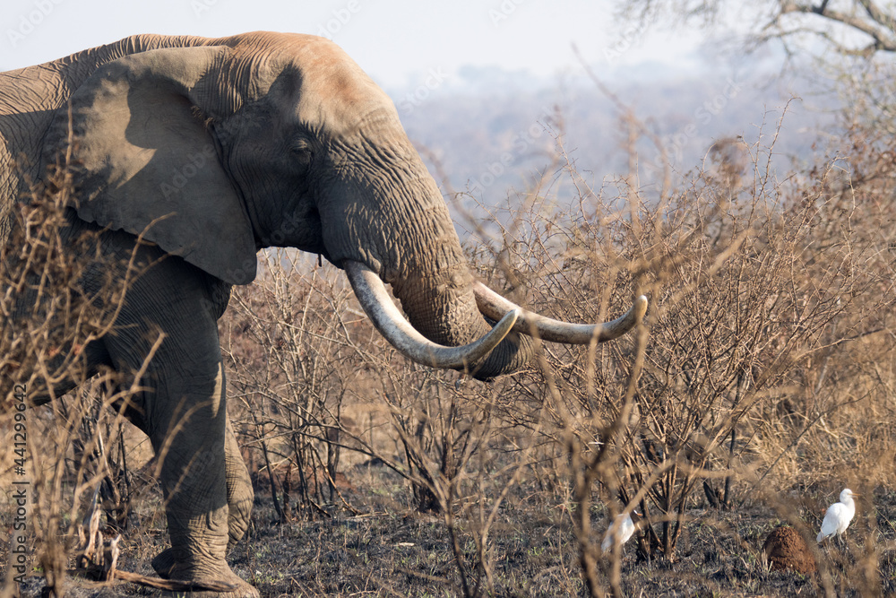 Kruger National Park: elephant with large tusks